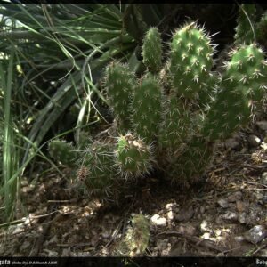 Luchtplant met langwerpige groene bladeren en kleine witte bloemen.