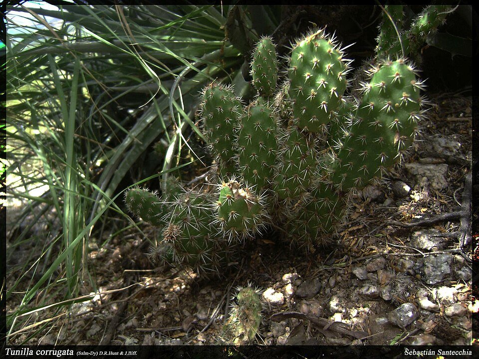 Luchtplant met langwerpige groene bladeren en kleine witte bloemen.