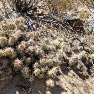 Prachtige roze bloemen van de Airampoa soehrensii plant op witte achtergrond.