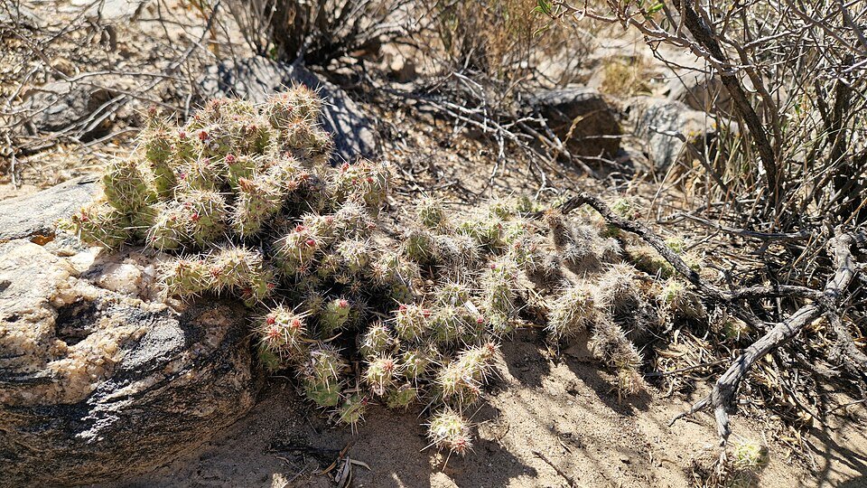 Prachtige roze bloemen van de Airampoa soehrensii plant op witte achtergrond.