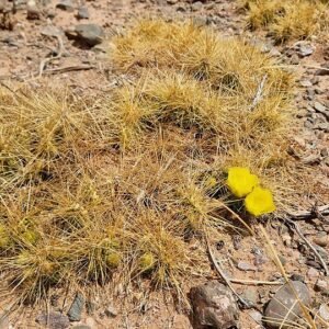 Roze bloeiende Airampoa tilcarensis plant met groen blad op neutrale achtergrond.