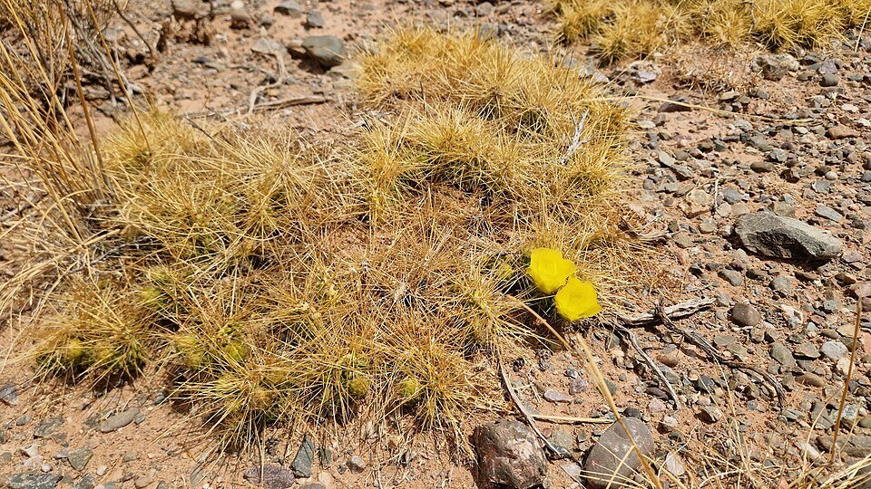 Roze bloeiende Airampoa tilcarensis plant met groen blad op neutrale achtergrond.