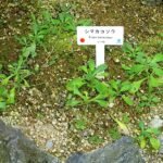Ajuga boninsimae plant in Shinjuku Gyo-en Greenhouse, Tokyo, Japan.