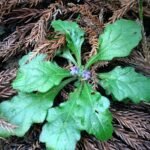 Ajuga decumbens plant met paarse bloemen in Japan.