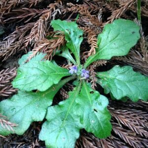 Ajuga decumbens plant met paarse bloemen in Japan.
