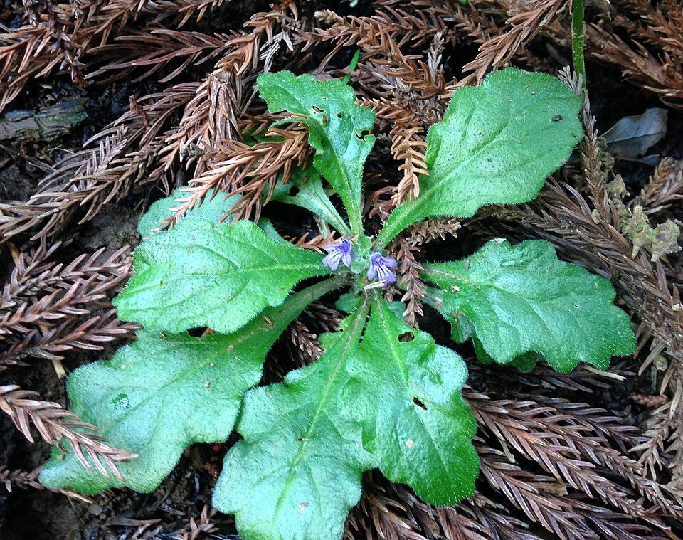 Ajuga decumbens plant met paarse bloemen in Japan.