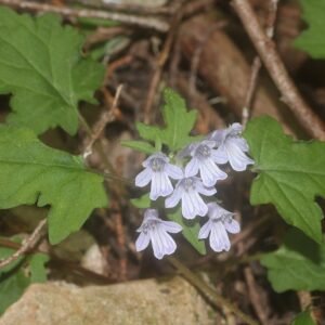 Ajuga japonica plant met groene bladeren en blauwe bloemen.