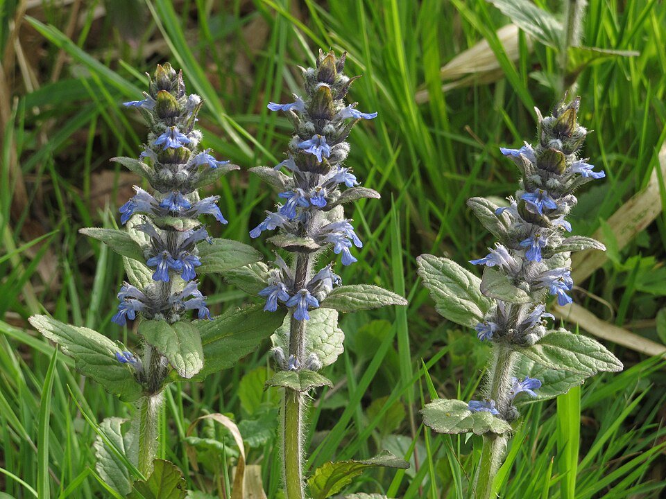 Kruipend zenegroen in natuurlijke setting met winterhard en schaduw attributen.