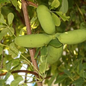 Jonge vruchten van Akebia quinata op een tak.