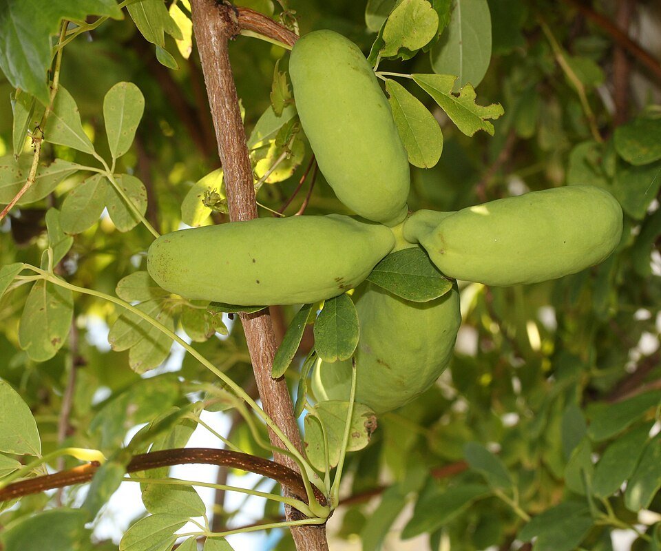 Jonge vruchten van Akebia quinata op een tak.