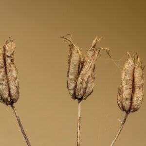 Akelei bloemzaden in stijlvolle doos op houten ondergrond.