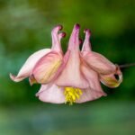 Akelei bloem in paars en wit, Aquilegia vulgaris.