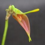 Paarse Masdevallia vargasii orchidee met groene bladeren en delicate bloem.