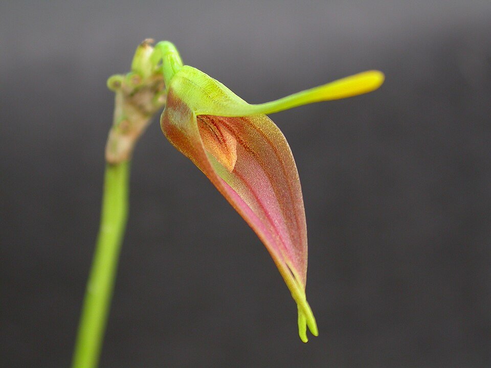 Paarse Masdevallia vargasii orchidee met groene bladeren en delicate bloem.