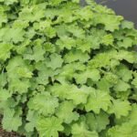 Zachtgroene bladeren en gele bloemen van de Vrouwenmantel plant.