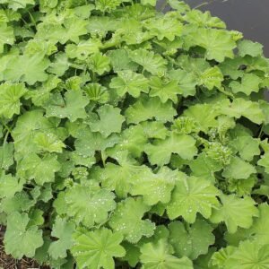 Zachtgroene bladeren en gele bloemen van de Vrouwenmantel plant.