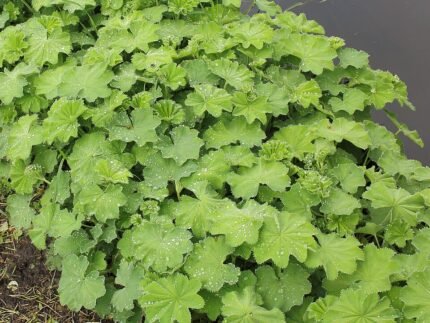 Zachtgroene bladeren en gele bloemen van de Vrouwenmantel plant.