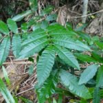 Alectryon tomentosus plant met groene bladeren en rode bessen.