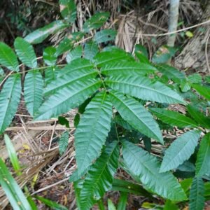 Alectryon tomentosus plant met groene bladeren en rode bessen.