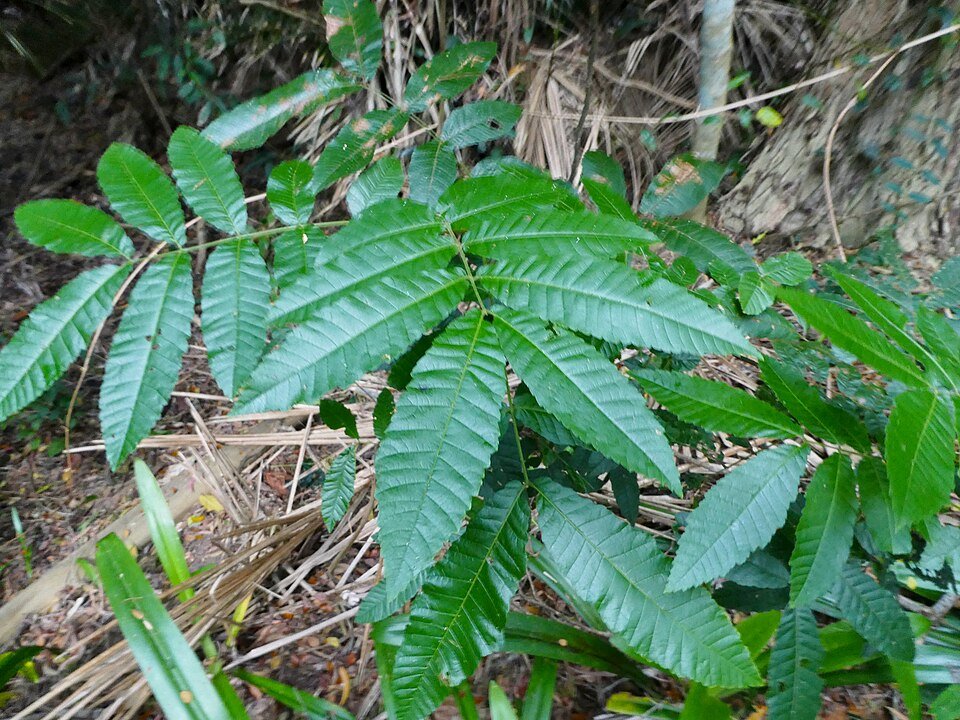 Alectryon tomentosus plant met groene bladeren en rode bessen.