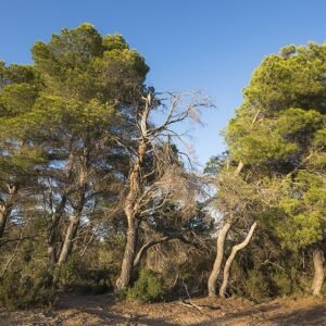 Aleppoden boom in kalkrijke grond, beperkt winterhard, zonnige standplaats.