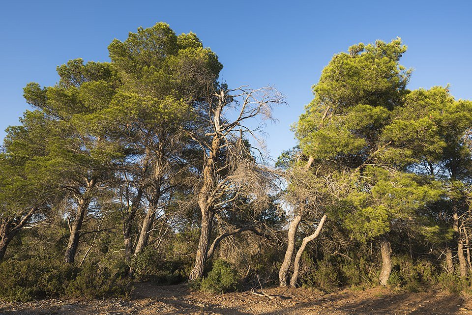 Aleppoden boom in kalkrijke grond, beperkt winterhard, zonnige standplaats.