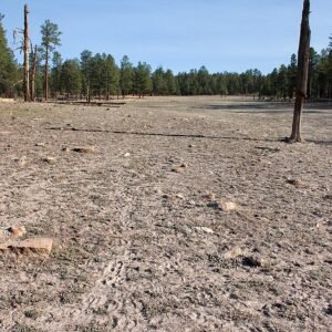 Bouteloua simplex gras met dunne groene bladeren en zaden in natuurlijke omgeving.