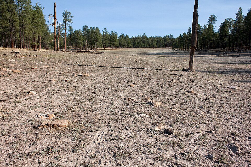Bouteloua simplex gras met dunne groene bladeren en zaden in natuurlijke omgeving.