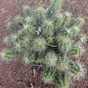 Echinocereus cinerascens cactus bloem in natuurlijke omgeving.