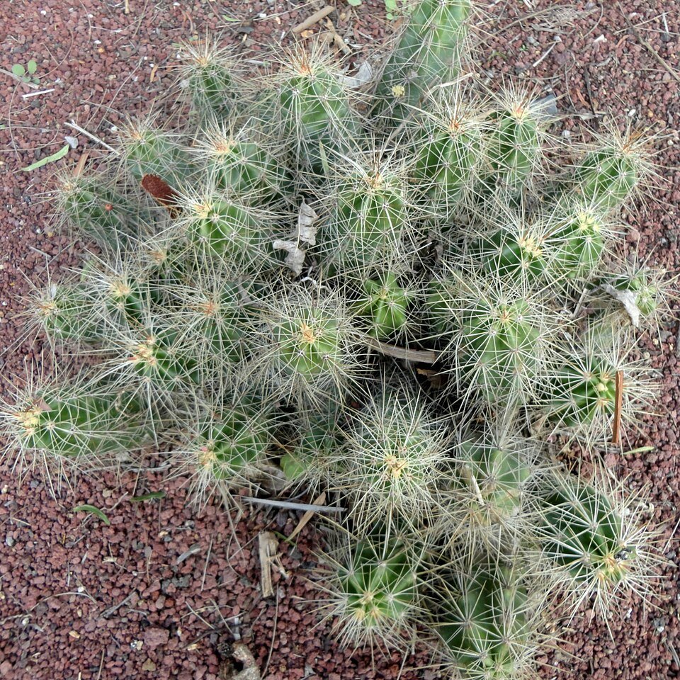 Echinocereus cinerascens cactus bloem in natuurlijke omgeving.