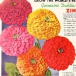 Zinnia s Giant bloem met gele en oranje bloemblaadjes in tuin.