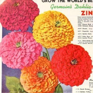 Zinnia s Giant bloem met gele en oranje bloemblaadjes in tuin.