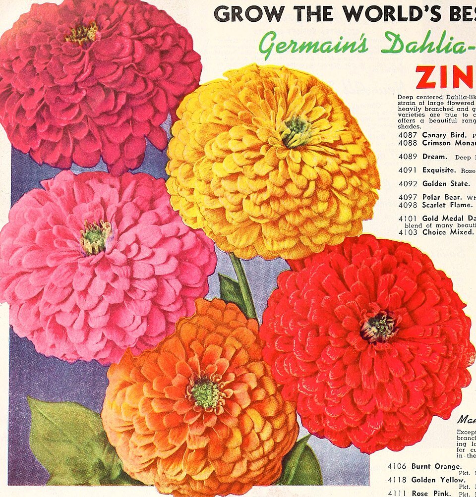 Zinnia s Giant bloem met gele en oranje bloemblaadjes in tuin.