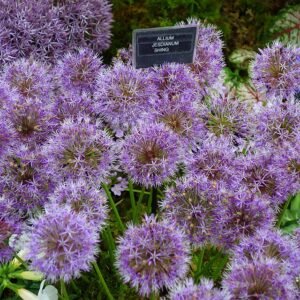 Allium jesdianum bloemen op Chelsea Flower Show 2024.