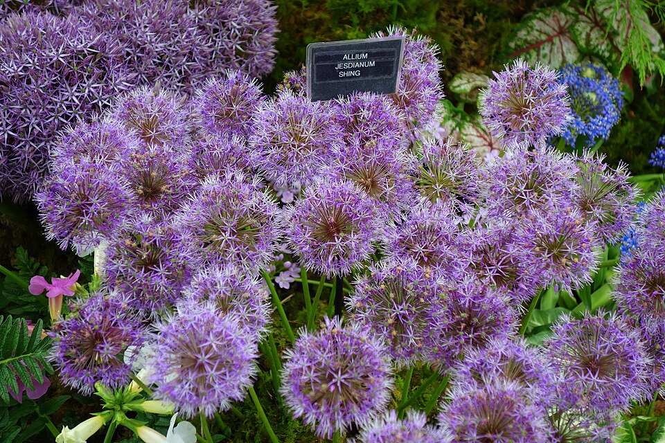 Allium jesdianum bloemen op Chelsea Flower Show 2024.