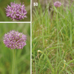 Allium altissimum bloemen in Flora van Tadzjikistan.