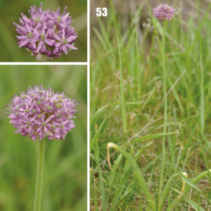 Allium altissimum bloemen in Flora van Tadzjikistan.