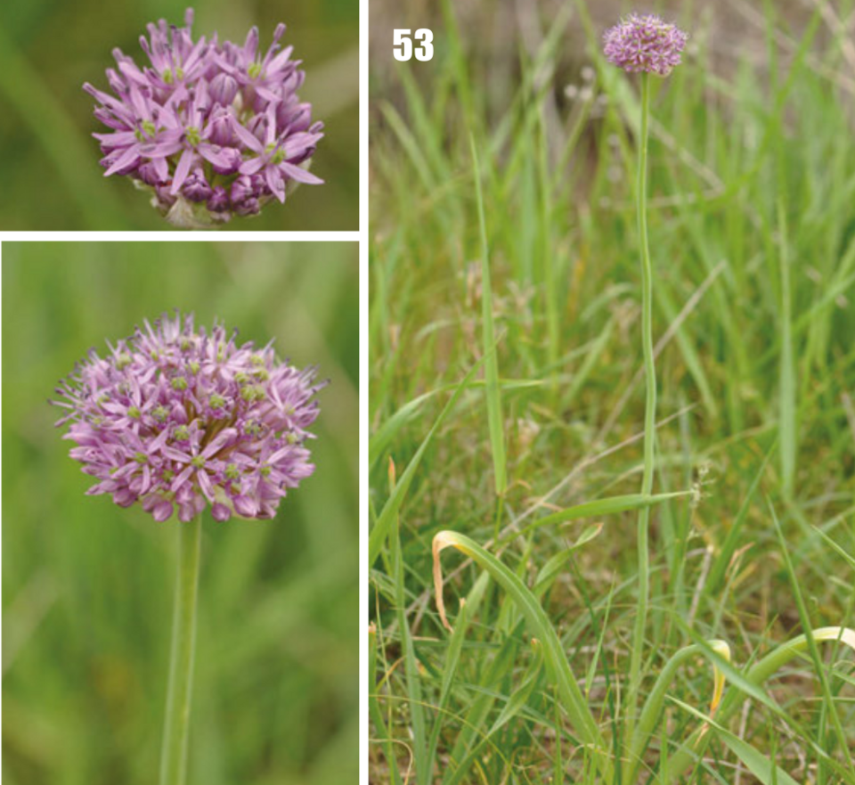 Allium altissimum bloemen in Flora van Tadzjikistan.