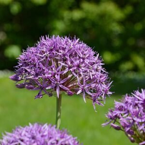Paarse Allium bloem op groene stengel, close-up.
