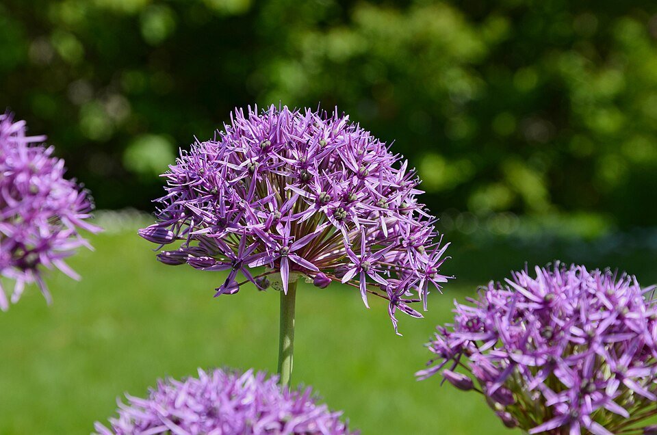 Paarse Allium bloem op groene stengel, close-up.