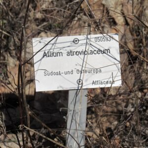Allium atroviolaceum bloeiende paarse bolvormige bloem tegen groene bladeren.