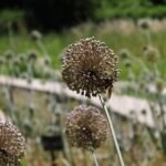 Allium bloemen in Tashkent Botanische Tuin met paarse tinten.