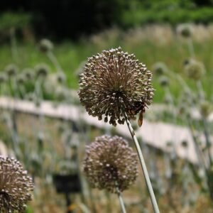 Allium bloemen in Tashkent Botanische Tuin met paarse tinten.