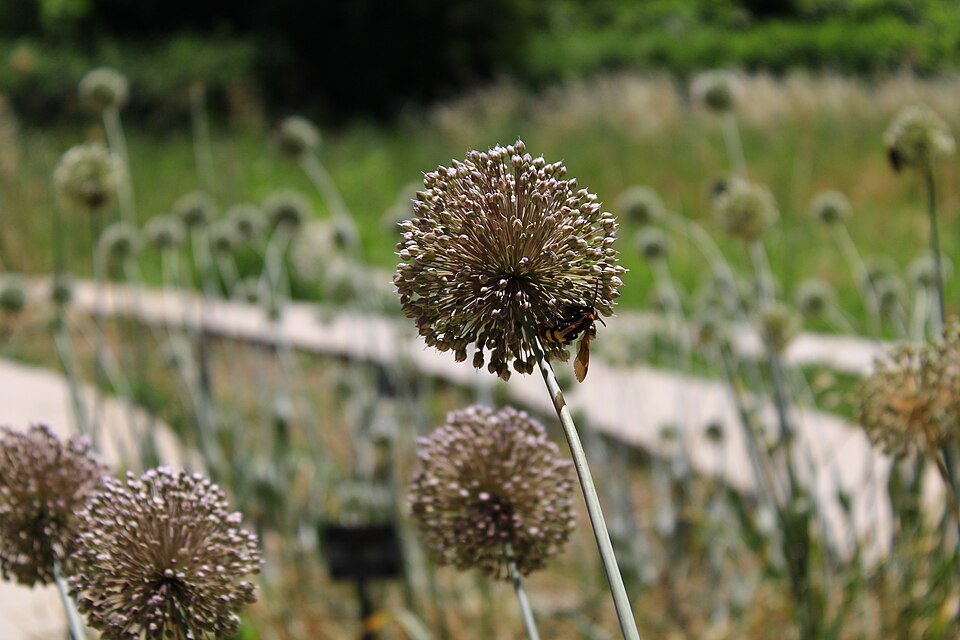 Allium bloemen in Tashkent Botanische Tuin met paarse tinten.