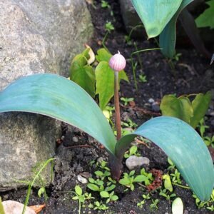 Bloeiende Allium karataviense plant met witte bloemen en groen blad.