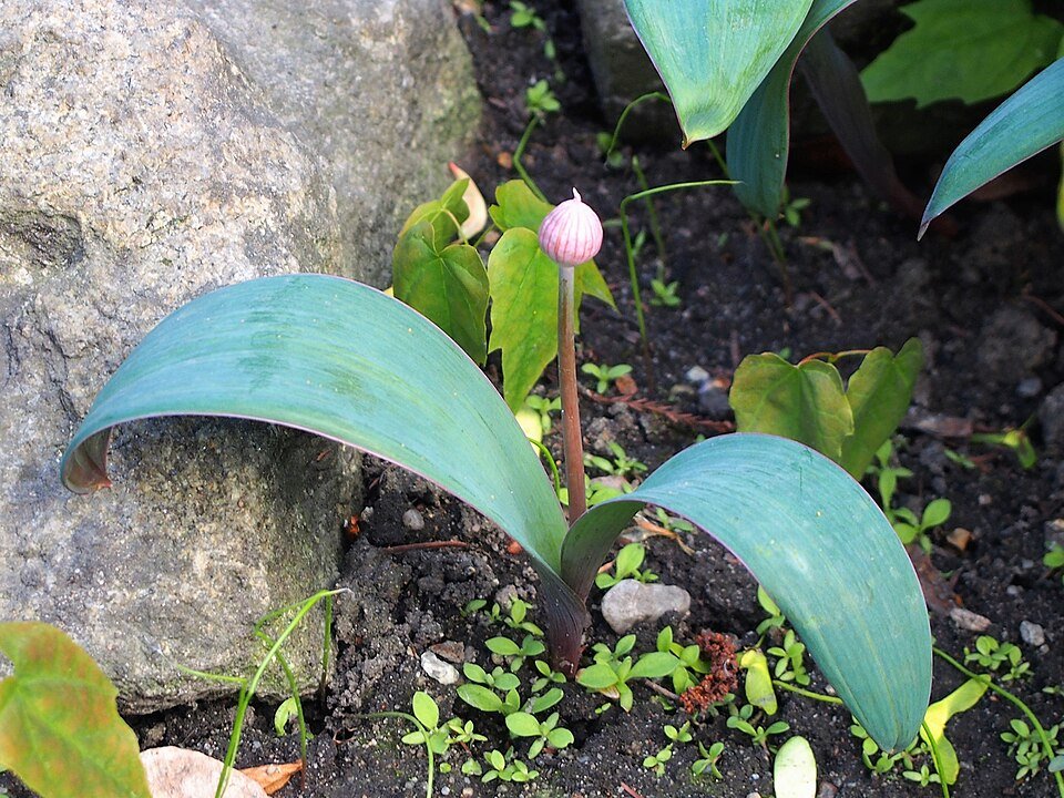 Bloeiende Allium karataviense plant met witte bloemen en groen blad.