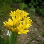 Gele bloeiende Allium moly bloemen in een tuin.
