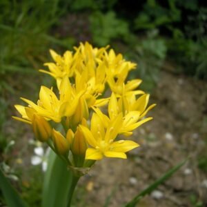 Gele bloeiende Allium moly bloemen in een tuin.