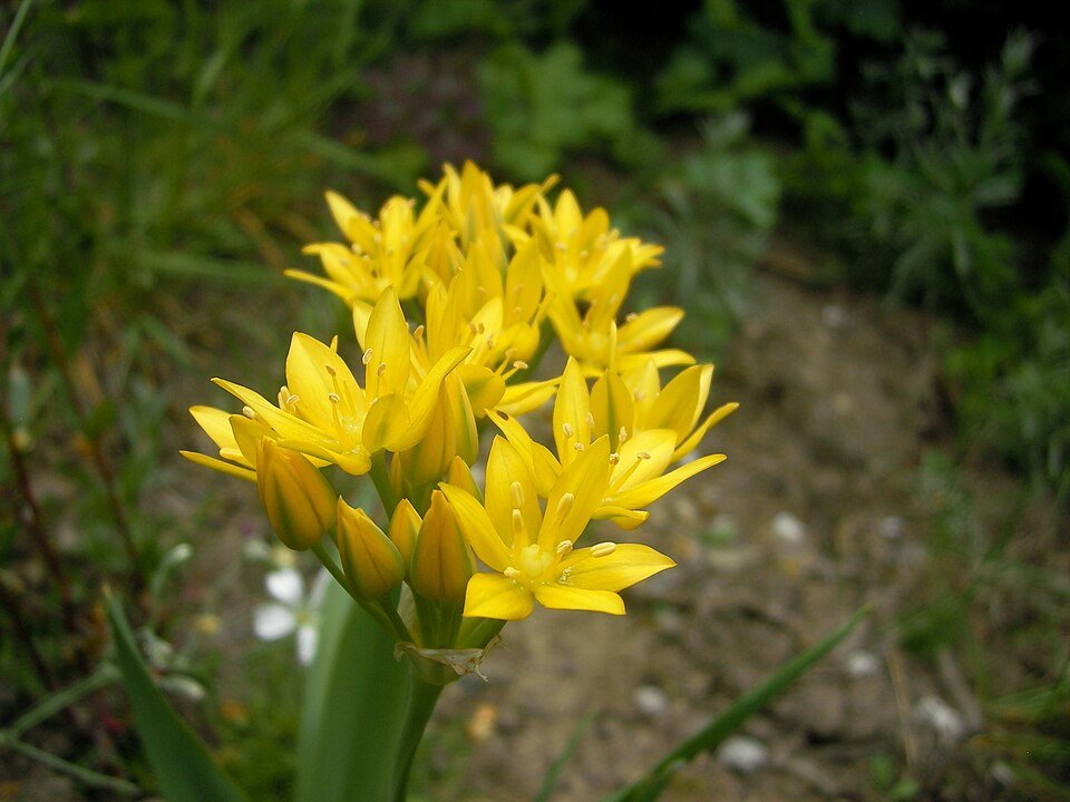 Gele bloeiende Allium moly bloemen in een tuin.