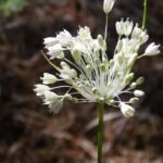 Bloeiende Allium flavum subsp. flavum in natuurlijke omgeving.